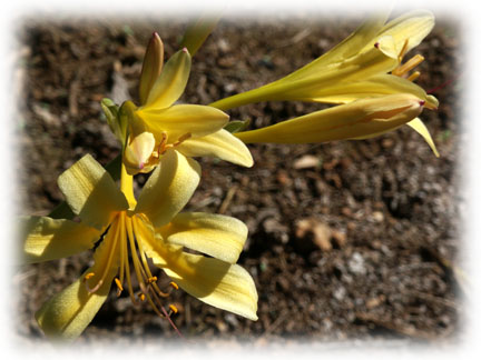 Lycoris longituba type, but yellow two-tone. 'Flava', maybe?